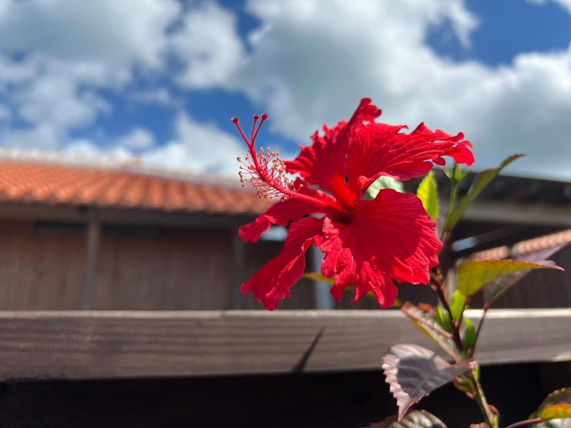 נאגו Villa Muse Okinawa- Vacation Stay 43823V מראה חיצוני תמונה
